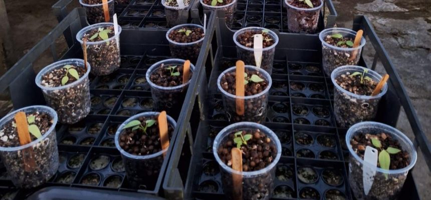 Identificar espécies amazônicas com potencial ornamental que possam ser cultivadas pelas populações locais, especialmente mulheres, é o objetivo de um projeto apoiado pelo Governo do Amazonas, por meio da Fundação de Amparo à Pesquisa do Estado do Amazonas (Fapeam), via Programa Mulheres das Águas.