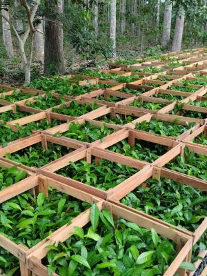 As 75 Unidades Locais do Idam estão com cadastramento aberto para agricultores familiares interessados no recebimento de mudas de castanha-do-Amazônia...