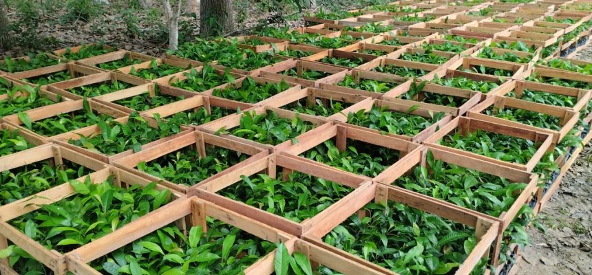As 75 Unidades Locais do Idam estão com cadastramento aberto para agricultores familiares interessados no recebimento de mudas de castanha-do-Amazônia...