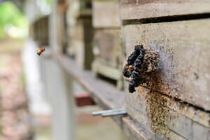 O Ipaam registrou aumento no número de criadores de abelhas sem ferrão no estado, que agora soma 283 produtores licenciados. A atividade...